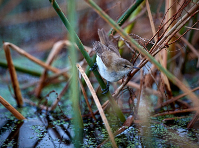 img_6321_Barlog 1.jpg