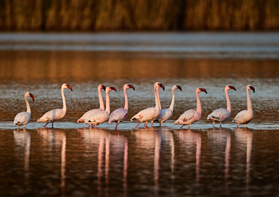 img_4828_Barlog 1.jpg