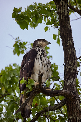 img_7711_Barlog 1.jpg