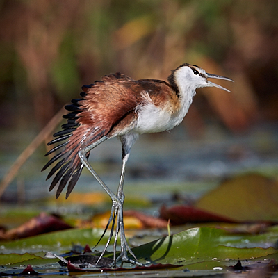 img_6106_Dave Dooley.jpg